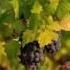 Зеленое Вино Португалии Регион Vinho Verde Винью Верде