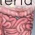 Blood Supply To The Gut Introduction Part 1 Arterial Supply