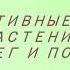 Побег и почка Урок биологии 6 класс