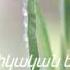 Ես աղոթում եմ ձեզ համար