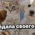 Идея не моя СПАСИБО ЗА 683К ЗАЙЧАТА рек гача приколгача гачалайф Gacha гачаклуб