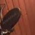 Volbeat Devils Bleeding Crown By Koen