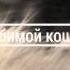 Память о молодой кошке ей 5 лет