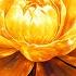 999 HZ ATTRACT UNEXPECTED MIRACLES AND PEACE IN YOUR LIFE READY FOR LOVE WEALTH AND BLESSINGS