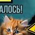 Что предсказала Елена Блаватская для тех у кого есть КОТ ДОМА уже началось и ВСЕ В ШОКЕ