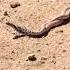 Coachwhip Aka Red Racer Snakes In Mating Tango