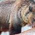 Craziest Grizzly Bear Attacks Ever Caught On Camera Real Animal Fights Compilation