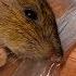 Смертельная ЛОВУШКА ДЛЯ КРЫС Best Mouse Trap Ever How To Make Bucket Rat Trap