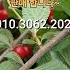 빨강 앵두열매가 맛이 새콤달콤합니다 과실수앵두묘목 앵두꽃정원수 수돗가앵두나무 앵두효능맛