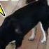 柴犬被喵星人吃光 只剩下碗能守護了 奇怪耶 你平常也吃我的啊