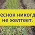 Чеснок больше никогда не желтеет дача огород сад чеснок подкормка лайфхак советы