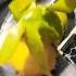 Aam To Aam Hai Shorts Viral Aam Mango Asmr Yummy Mango Recipe Food Shortsfeed Fruits