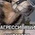 САМАЯ ЗЛАЯ СОБАКА В МИРЕ