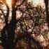 Flightless Bird American Mouth By Iron And Wine