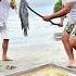Fritando Pescado De 3 Kilos Con Vara Viralvideo Fishing Lineadepesca Fish Pescasub Pesca