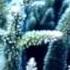Корал Майн Коралловая вода