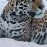 Ягуар Афродита за стеклом Подмосковный Сафари парк Shortvideo животные Animals Jaguar