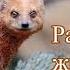 Мангуста Борис Житков Аудиокнига Рассказы о животных для детей читать в описании Слушать онлайн