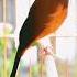 MURAI MEDAN ISIAN LOVEBIRD PANJANG