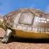 Can A Turtle Take Off Their Shell