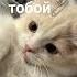 берите звук Speedsong Speedup Music Cat Spedup