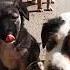 Компания Dog собака бег Shorts Animals животные