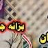 Farman Belana 2019 Bena Mach Bana Mach Danishtni Kaftryay Nabaz 2