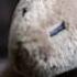Capybara Meme Song TikTok Capybaralove
