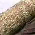 Aurlus Mabele Liste Rouge VIDEO
