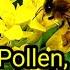 Where Does All This Winter Pollen Come From Check Out Our New Hats