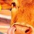 COWS Coffin Dance Song COVER