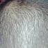 Hair Regrowth After Shaving Head Youtubeshorts Viralvideo Trending Shorts Hair Regrowth Rai1972