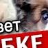 Кто живёт в коробке у дороги История спасения щенков