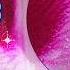 Thrips On Orchids Houseplants Signs Symptoms Identify Treat Prevent Damage Ninjaorchids
