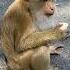 рек тайланд Thailand Monkey Hill маймылдар