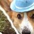 MESSY JOB Topi The Corgi