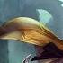 1 ИГРА ДО МАСТЕРА ИЛИ ЛУЗСТРИК LOL WILD RIFT СТРИМ