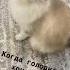 Самые смешные питомцы Приколы Голод Cats приколы нападение прыгун голод котики