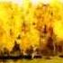 Осень и любовь Autumn And Love автор и исп O Скрябина
