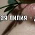 ласковая лилия далеко Slowed Reverb