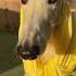 Make A Wish And Send Her On Her Way Borzoi Dogsofyoutube Dogs Borzoimeme Letmedoitforyou