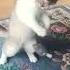 котёнок Барсик атакует бадабум Cat смешноевидео Katzenliebe котенок Kätzchen бадабум