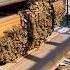 Swarmofbees Landed On A Stack Of Wood