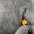 Your Life My Dream The Days When I Lie Down And Open My Mouth To Eat The Confusing Behavior Of A