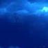 Antarctica LIVE Underwater Video McMurdo Oceanographic Observatory