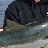 San Diego FISHING REPORT Sportboat Roundup 4 14 2022