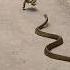 Jai Mahakal Shorts Mahadev Shankar Yt Ytshorts Mahakal Status Snake Jai Hindudeity Bhole