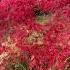 Stunning Red Foliage At Alfred Nicholas Gardens Shorts