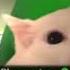 Saria S Song But A Cute Cat Singing It Instead