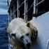 28 Million Views A Frightened Polar Bear On The Side Of A Large Fishing Boat
